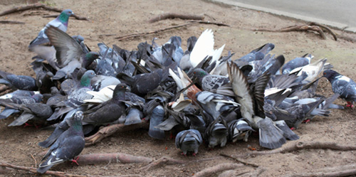 food-fight-pigeons